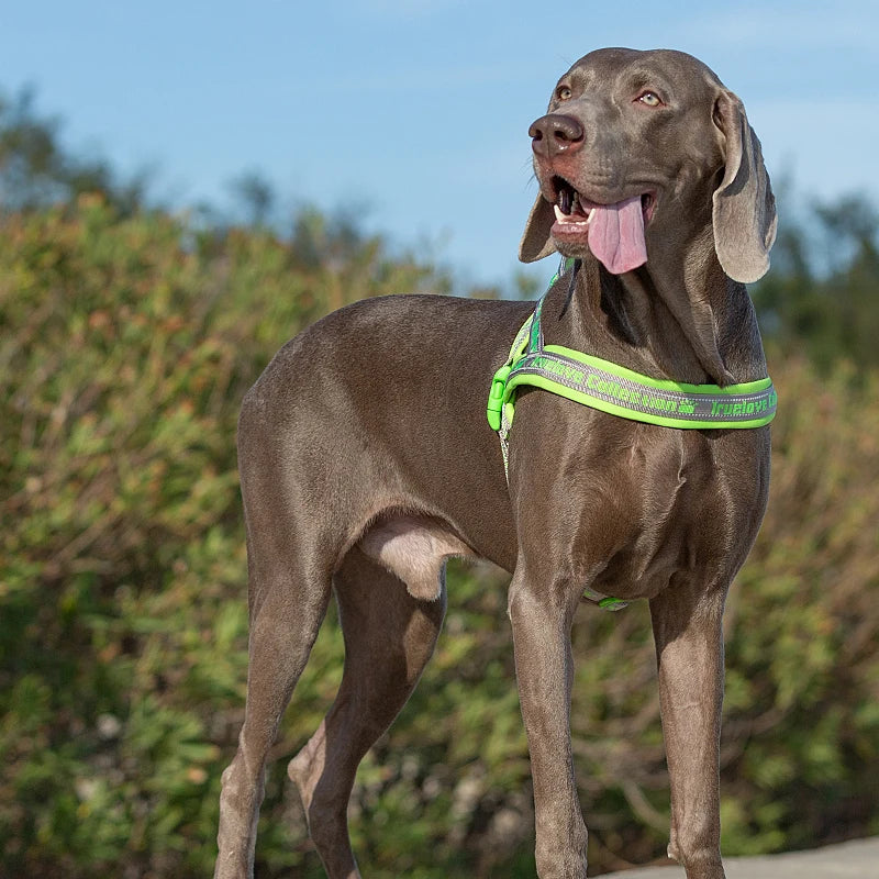 TRUELOVE® No-Pull Neoprene Dog Harness – Padded, Reflective & Escape-Proof